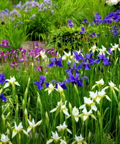 Mixed Siberian Iris Seeds - 20 Count, Multi-Color Flag Flowers, Zones 3-9 - Image 2