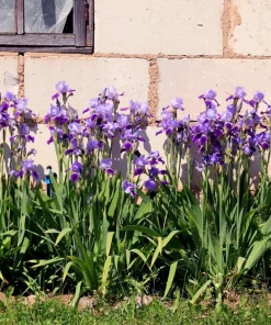 Mixed Siberian Iris Seeds - 20 Count, Multi-Color Flag Flowers, Zones 3-9 - Image 3