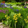 Mixed Siberian Iris Seeds - 20 Count, Multi-Color Flag Flowers, Zones 3-9 - Image 1