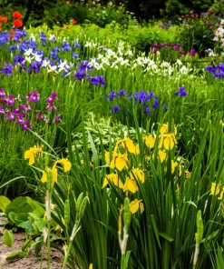 Mixed Siberian Iris Seeds - 20 Count, Multi-Color Flag Flowers, Zones 3-9 - Image 1