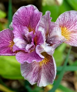 Mixed Siberian Iris Seeds - 20 Count, Multi-Color Flag Flowers, Zones 3-9 - Image 4