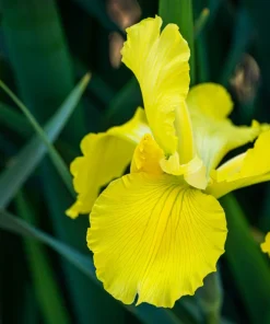 Mixed Siberian Iris Seeds - 20 Count, Multi-Color Flag Flowers, Zones 3-9 - Image 5