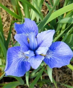 Mixed Siberian Iris Seeds - 20 Count, Multi-Color Flag Flowers, Zones 3-9 - Image 6