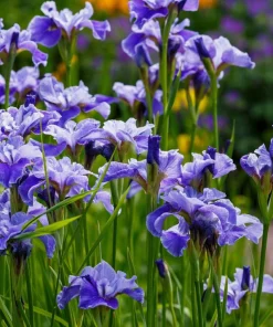 Mixed Siberian Iris Seeds - 20 Count, Multi-Color Flag Flowers, Zones 3-9 - Image 7