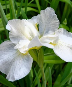 Mixed Siberian Iris Seeds - 20 Count, Multi-Color Flag Flowers, Zones 3-9 - Image 8