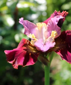 Mixed Siberian Iris Seeds - 20 Count, Multi-Color Flag Flowers, Zones 3-9 - Image 9