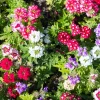 Mixed Verbena Flower Seeds – 100 Seeds – Hybrida Compacta – Full Sun - Image 1