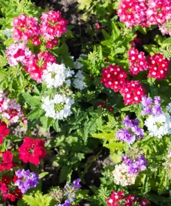 Mixed Verbena Flower Seeds – 100 Seeds – Hybrida Compacta – Full Sun - Image 1
