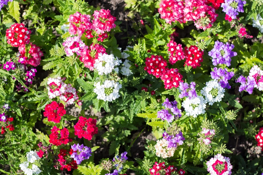 Mixed Verbena Flower Seeds – 100 Seeds – Hybrida Compacta – Full Sun - Image 1