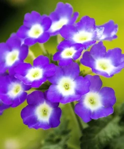Mixed Verbena Flower Seeds – 100 Seeds – Hybrida Compacta – Full Sun - Image 10