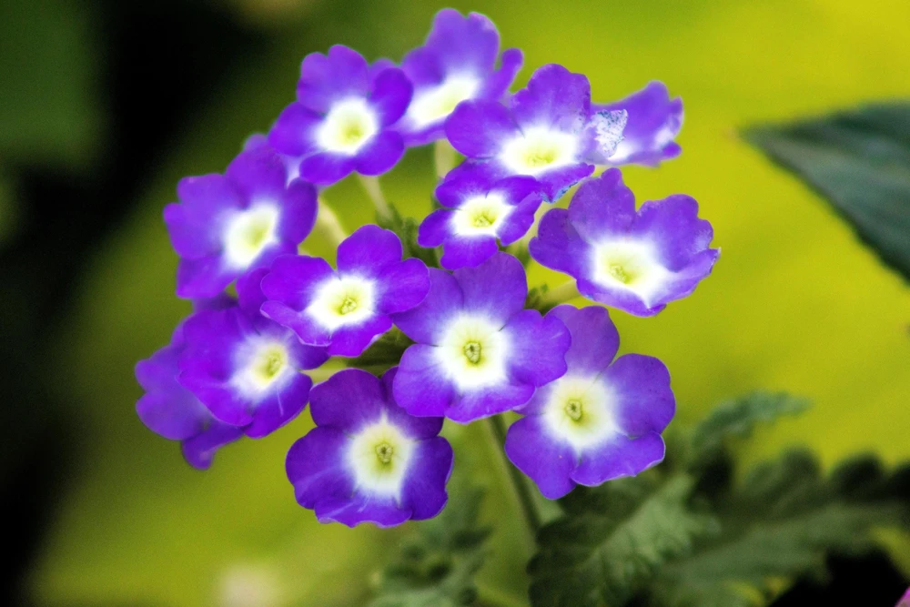 Mixed Verbena Flower Seeds – 100 Seeds – Hybrida Compacta – Full Sun - Image 10