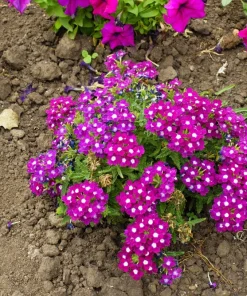 Mixed Verbena Flower Seeds – 100 Seeds – Hybrida Compacta – Full Sun - Image 11