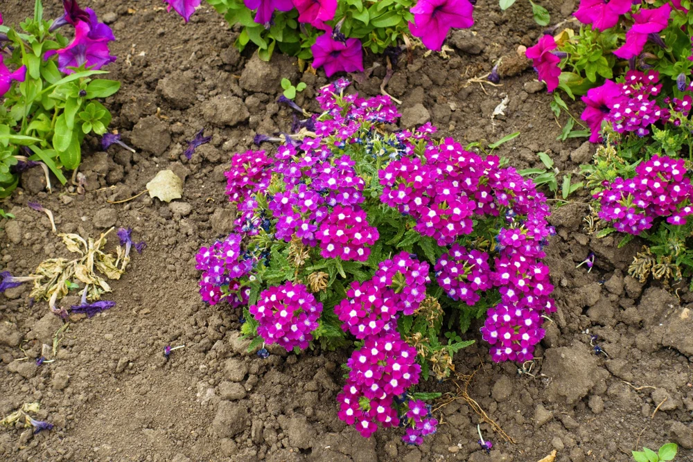 Mixed Verbena Flower Seeds – 100 Seeds – Hybrida Compacta – Full Sun - Image 11