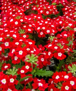 Mixed Verbena Flower Seeds – 100 Seeds – Hybrida Compacta – Full Sun - Image 12
