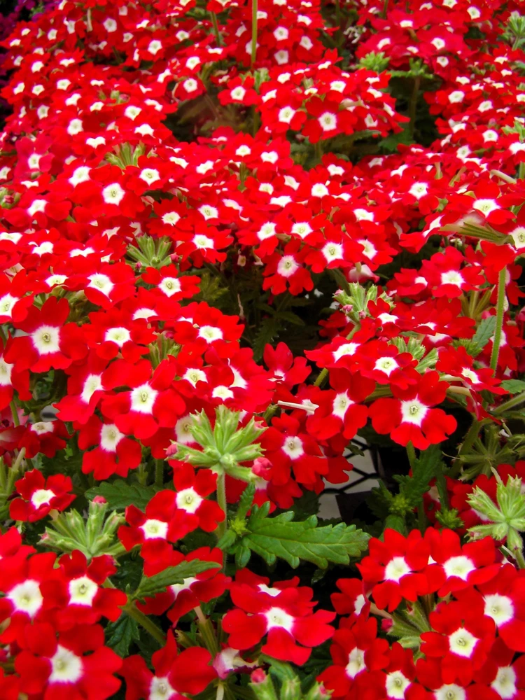 Mixed Verbena Flower Seeds – 100 Seeds – Hybrida Compacta – Full Sun - Image 12