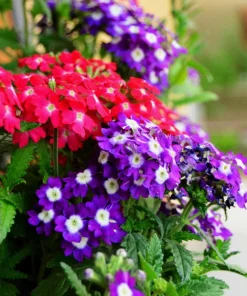 Mixed Verbena Flower Seeds – 100 Seeds – Hybrida Compacta – Full Sun - Image 2