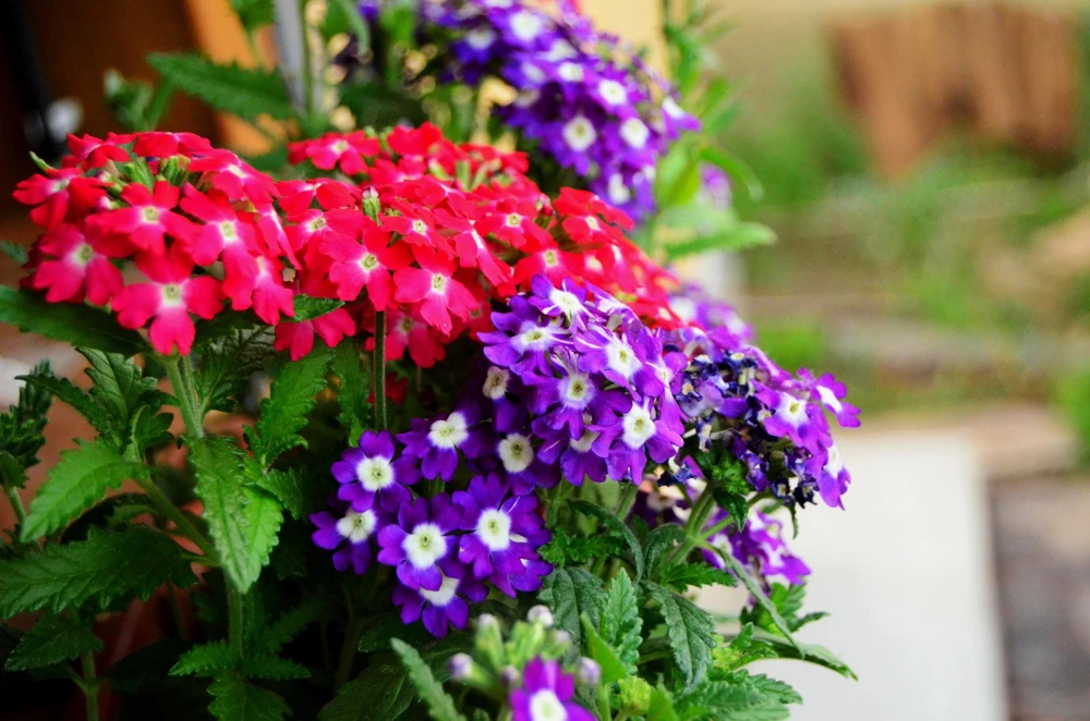 Mixed Verbena Flower Seeds – 100 Seeds – Hybrida Compacta – Full Sun - Image 2