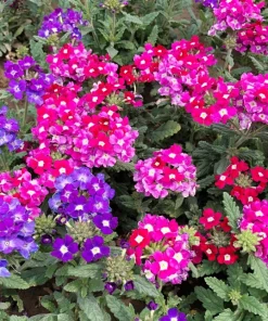 Mixed Verbena Flower Seeds – 100 Seeds – Hybrida Compacta – Full Sun - Image 3