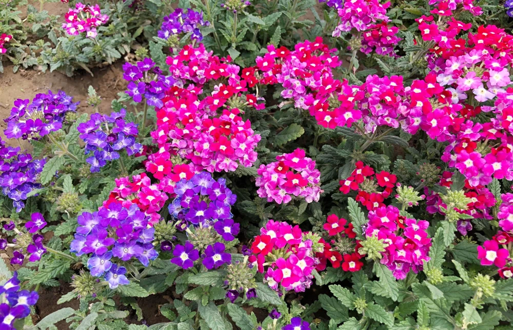 Mixed Verbena Flower Seeds – 100 Seeds – Hybrida Compacta – Full Sun - Image 3