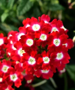 Mixed Verbena Flower Seeds – 100 Seeds – Hybrida Compacta – Full Sun - Image 4