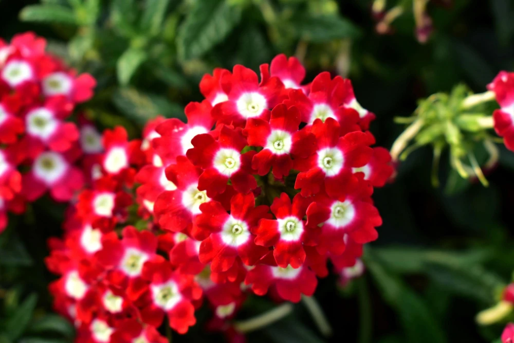 Mixed Verbena Flower Seeds – 100 Seeds – Hybrida Compacta – Full Sun - Image 4