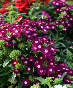 Mixed Verbena Flower Seeds – 100 Seeds – Hybrida Compacta – Full Sun - Image 5