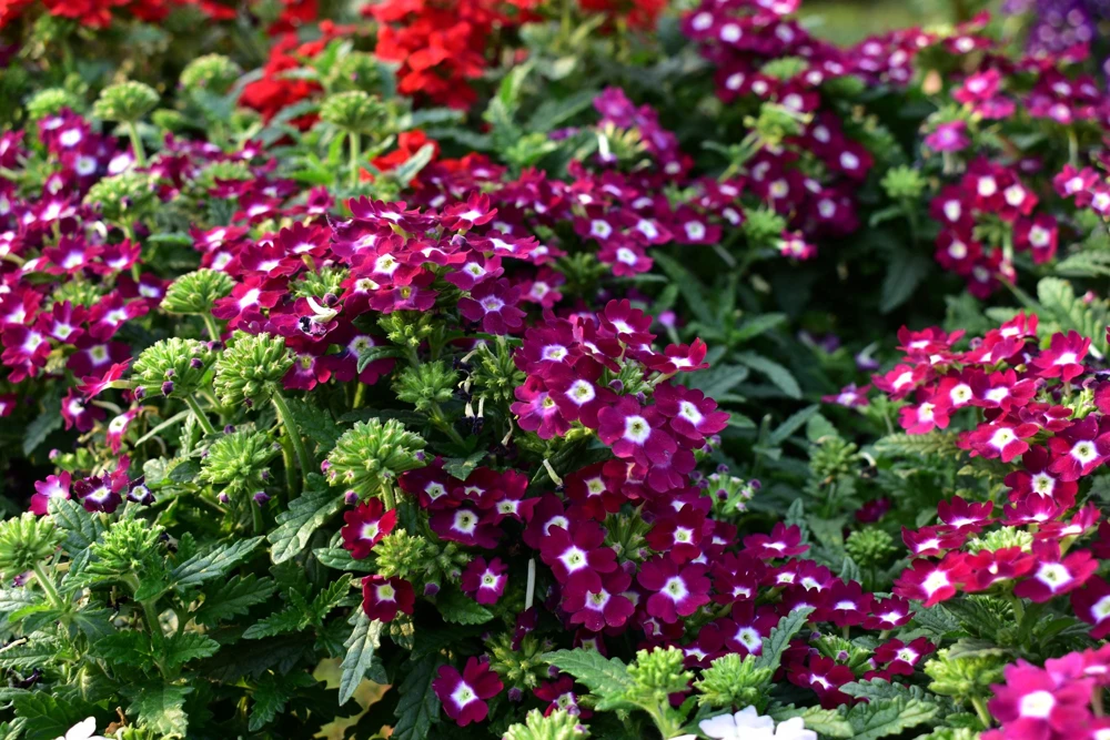 Mixed Verbena Flower Seeds – 100 Seeds – Hybrida Compacta – Full Sun - Image 5