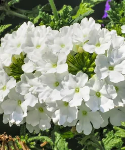 Mixed Verbena Flower Seeds – 100 Seeds – Hybrida Compacta – Full Sun - Image 6