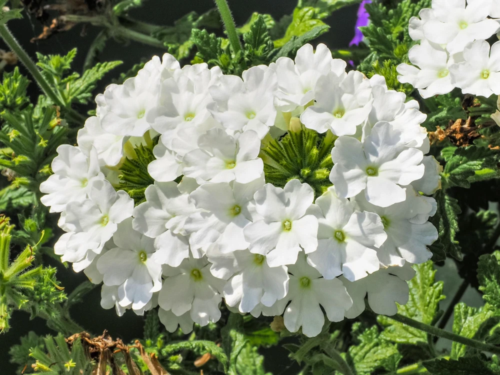 Mixed Verbena Flower Seeds – 100 Seeds – Hybrida Compacta – Full Sun - Image 6