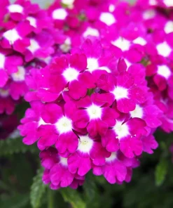 Mixed Verbena Flower Seeds – 100 Seeds – Hybrida Compacta – Full Sun - Image 7