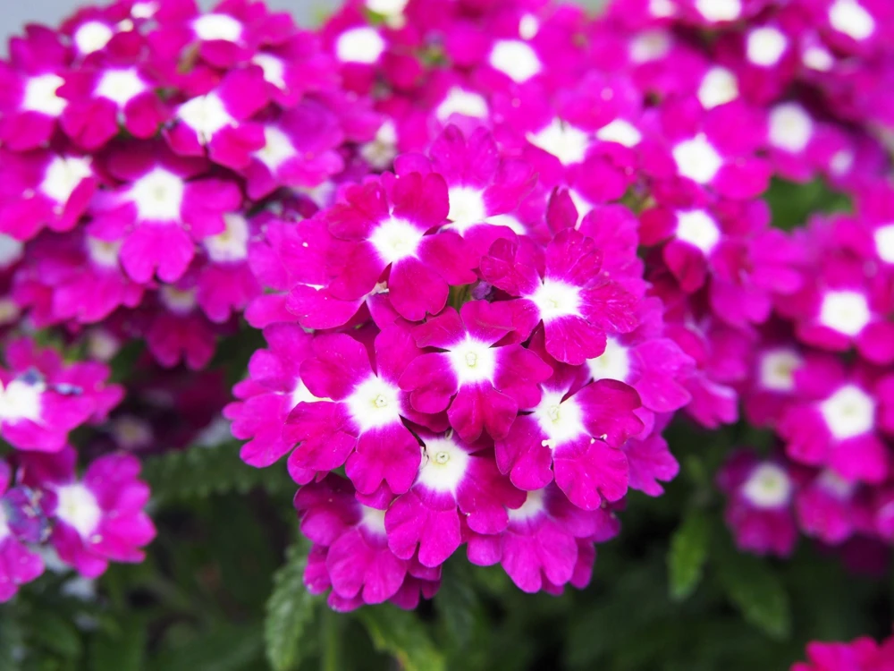 Mixed Verbena Flower Seeds – 100 Seeds – Hybrida Compacta – Full Sun - Image 7