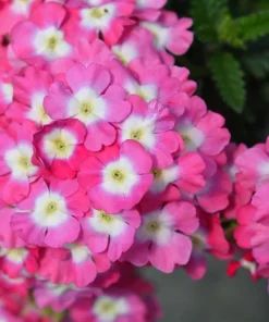 Mixed Verbena Flower Seeds – 100 Seeds – Hybrida Compacta – Full Sun - Image 8