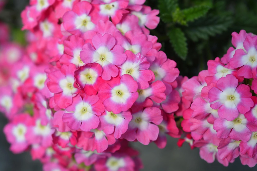 Mixed Verbena Flower Seeds – 100 Seeds – Hybrida Compacta – Full Sun - Image 8