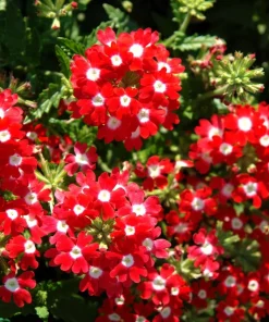 Mixed Verbena Flower Seeds – 100 Seeds – Hybrida Compacta – Full Sun - Image 9
