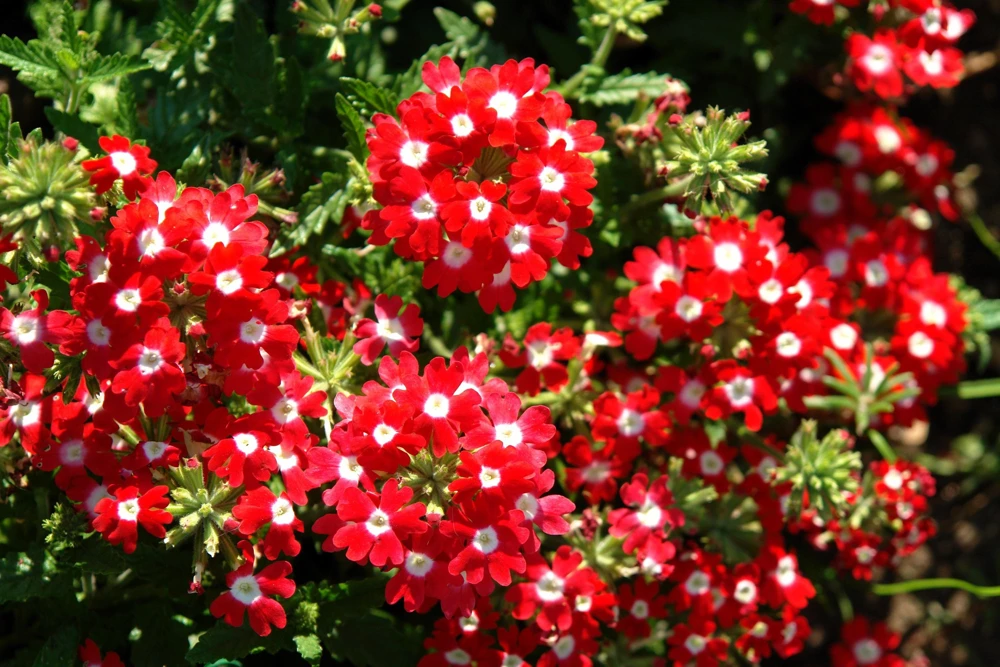 Mixed Verbena Flower Seeds – 100 Seeds – Hybrida Compacta – Full Sun - Image 9