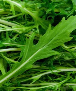 Mizuna Mustard Greens Seeds - Heirloom, Fast-Growing Leafy Greens, 250 Seeds - Image 2