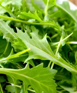 Mizuna Mustard Greens Seeds - Heirloom, Fast-Growing Leafy Greens, 250 Seeds - Image 4