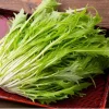 Mizuna Mustard Greens Seeds - Heirloom, Fast-Growing Leafy Greens, 250 Seeds - Image 1