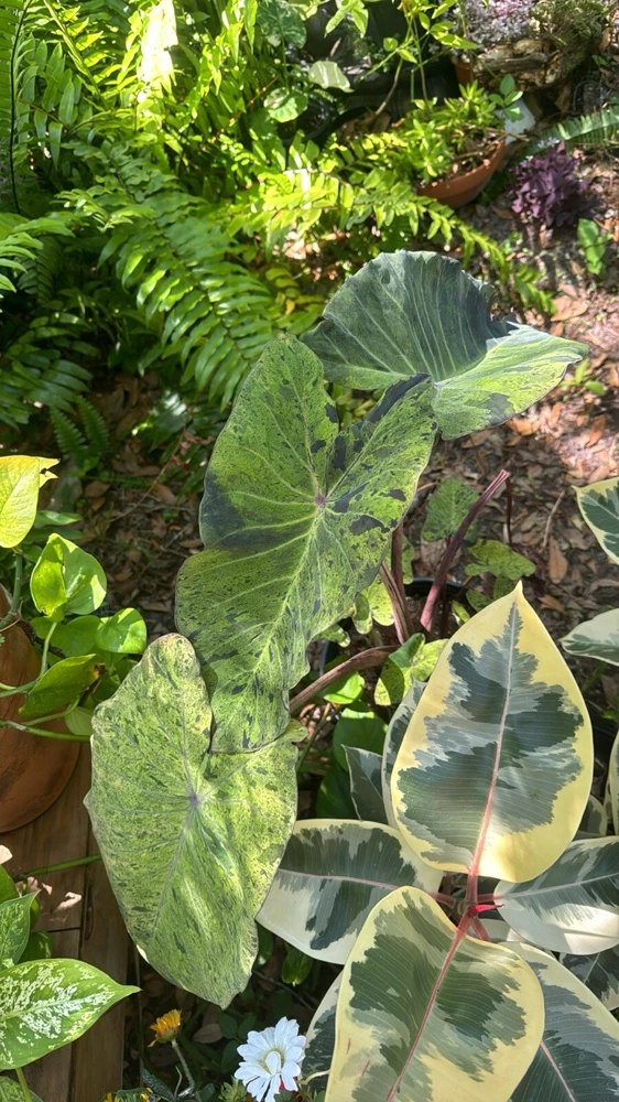 Mojito Alocasia Live Plant - Potted Houseplant for Indoor Decor - Image 2