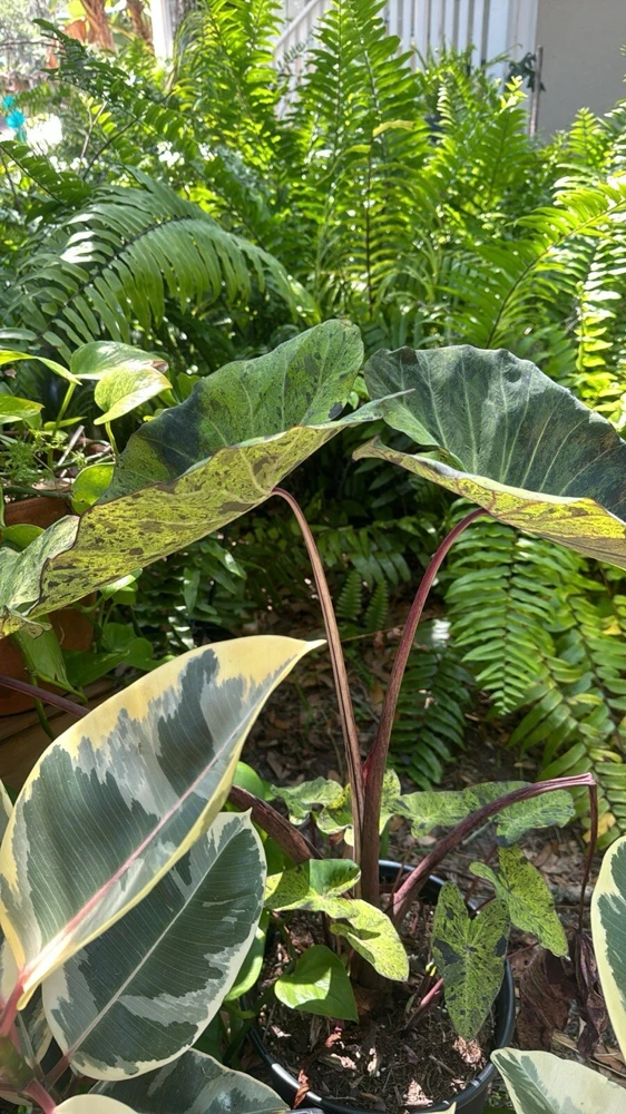 Mojito Alocasia Live Plant - Potted Houseplant for Indoor Decor - Image 3