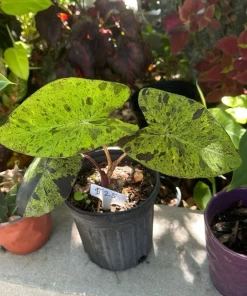 Mojito Alocasia Live Plant - Potted Houseplant for Indoor Decor - Image 4