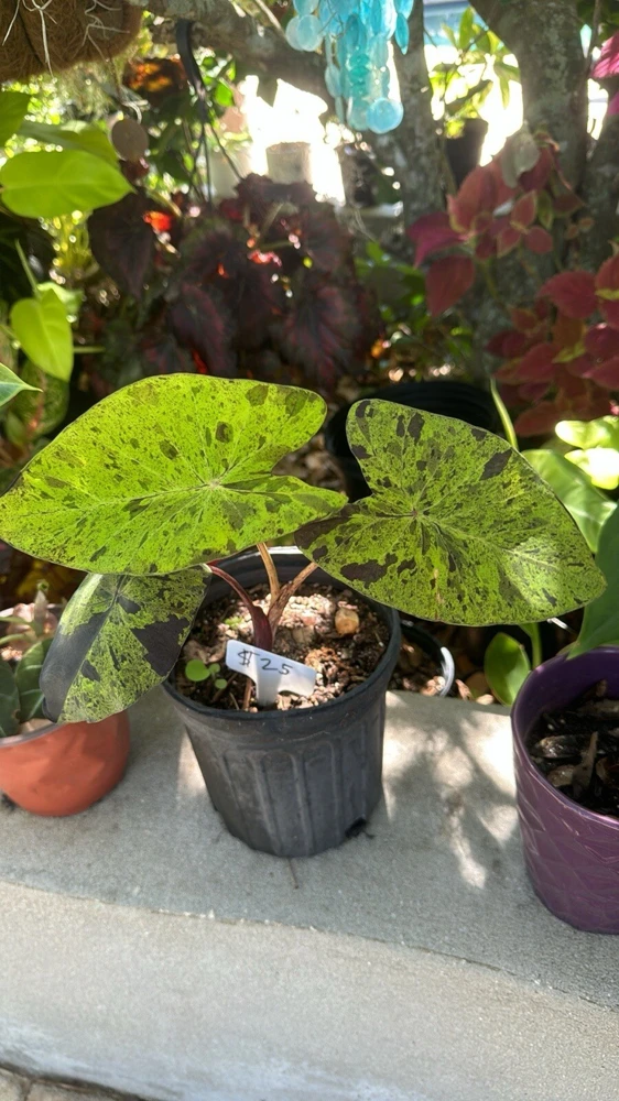 Mojito Alocasia Live Plant - Potted Houseplant for Indoor Decor - Image 4