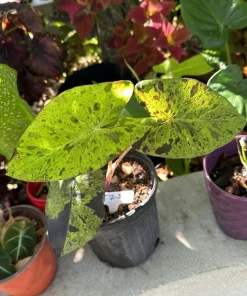 Mojito Alocasia Live Plant - Potted Houseplant for Indoor Decor - Image 5