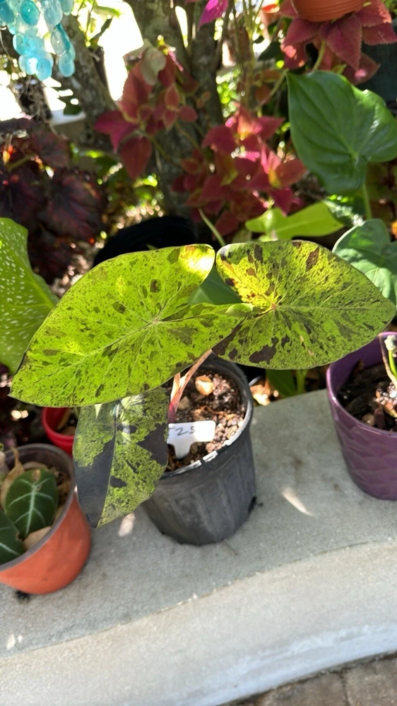 Mojito Alocasia Live Plant - Potted Houseplant for Indoor Decor - Image 5