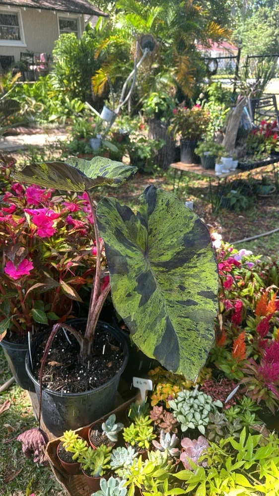 Mojito Alocasia Live Plant - Potted Houseplant for Indoor Decor - Image 1
