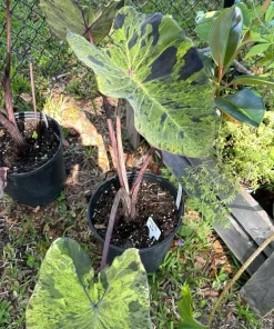 Mojito Alocasia Live Plant - Potted Houseplant for Indoor Decor - Image 6