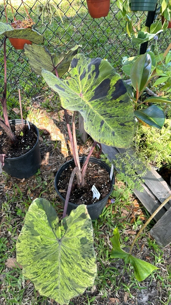 Mojito Alocasia Live Plant - Potted Houseplant for Indoor Decor - Image 6