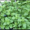 Mojito Mint Live Plant – Organic Herb for Indoor & Outdoor Gardens - Image 1