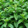 Mojito Mint Live Plants (3-Pack) - Authentic Mentha x villosa Cuban Herb 5-9 inches - Image 1