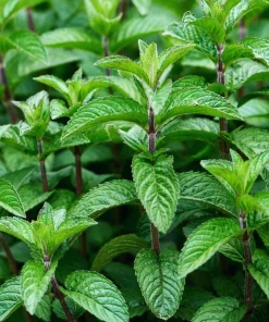 Mojito Mint Live Plants (3-Pack) - Authentic Mentha x villosa Cuban Herb 5-9 inches - Image 1